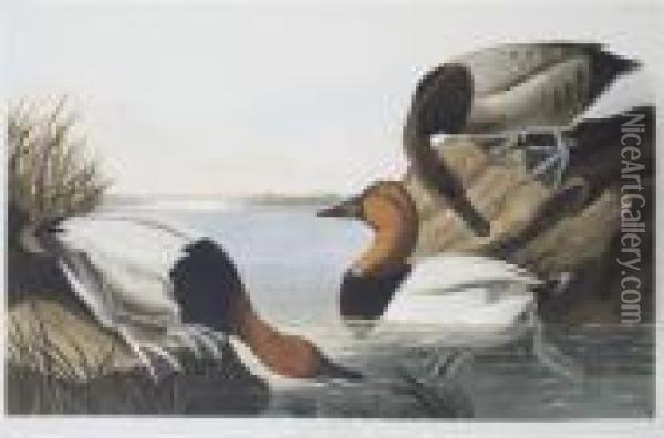 Backed Duck Oil Painting - John James Audubon