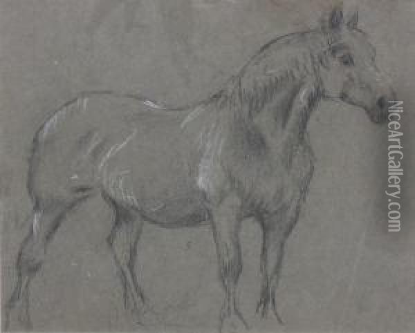 Study Of A Farm Horse; A Horse's Head Oil Painting - George Thomas Rope