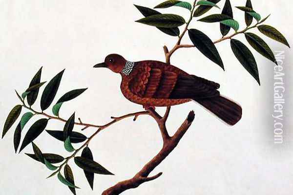 Turtle Dove, Tookoo-Kore, from 'Drawings of Birds from Malacca', c.1805-18 Oil Painting - Anonymous Artist