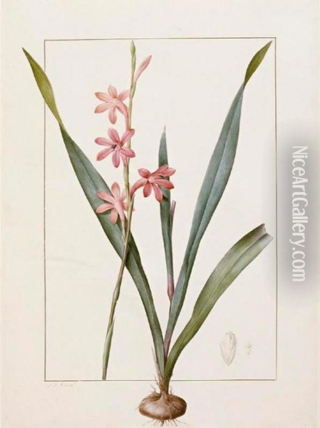 Gladiolus Merianus Oil Painting - Pierre-Joseph Redoute