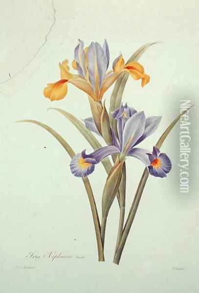 Iris Oil Painting - Pierre-Joseph Redoute