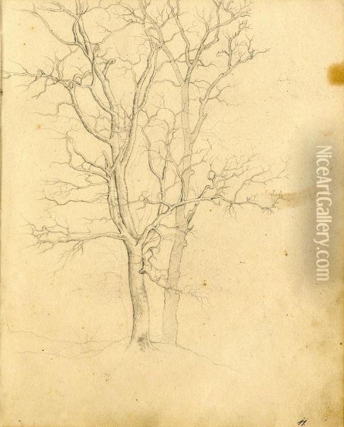 Studies Of Trees, Oil Painting - Johann Wilhelm Preyer