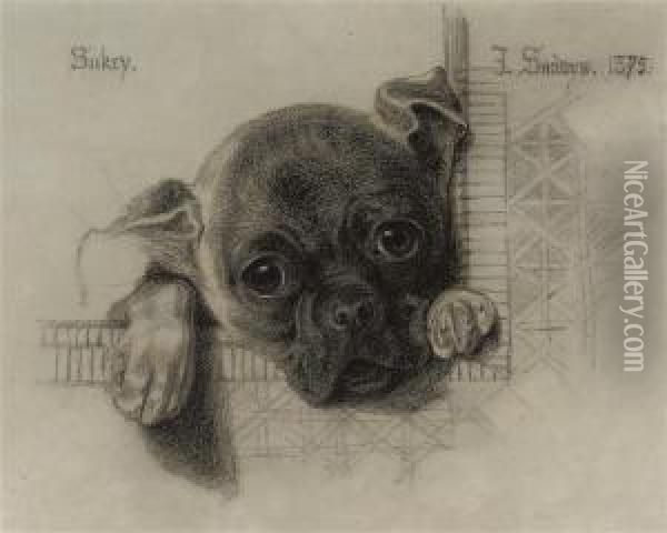 A Study Of 'sukey', A Pug Puppy Oil Painting - Frederick Sandys