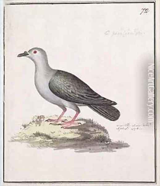 f72 Pacific Pigeon Ducula pacifica pacifica Oil Painting - William Ellis