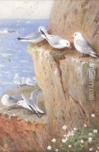 Seagulls Oil Painting - Archibald Thorburn