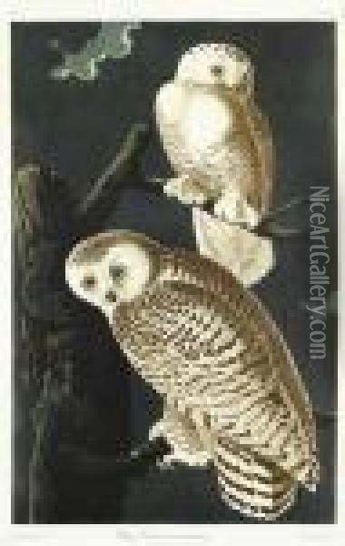 Snowy Owl. Oil Painting - John James Audubon