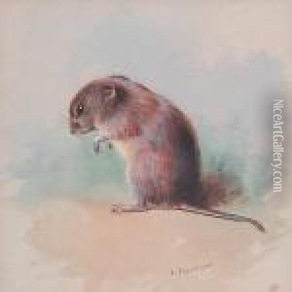 Field Mouse Oil Painting - Archibald Thorburn