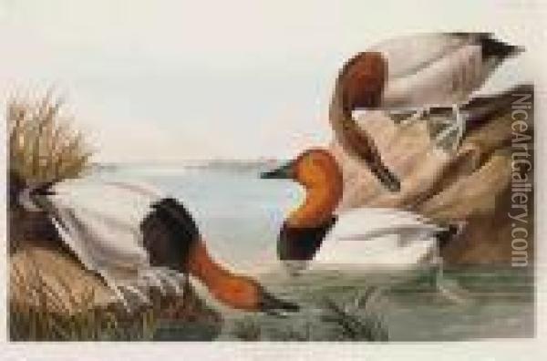 Canvas Backed Duck Oil Painting - John James Audubon