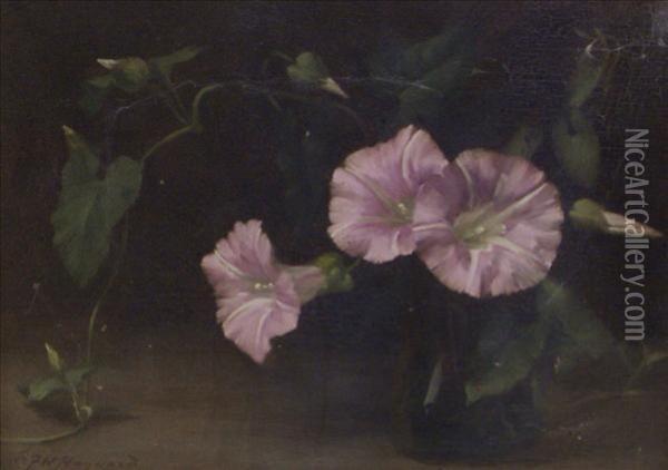 Still Life Of Convolvulus Oil Painting - Alfred Frederick W. Hayward