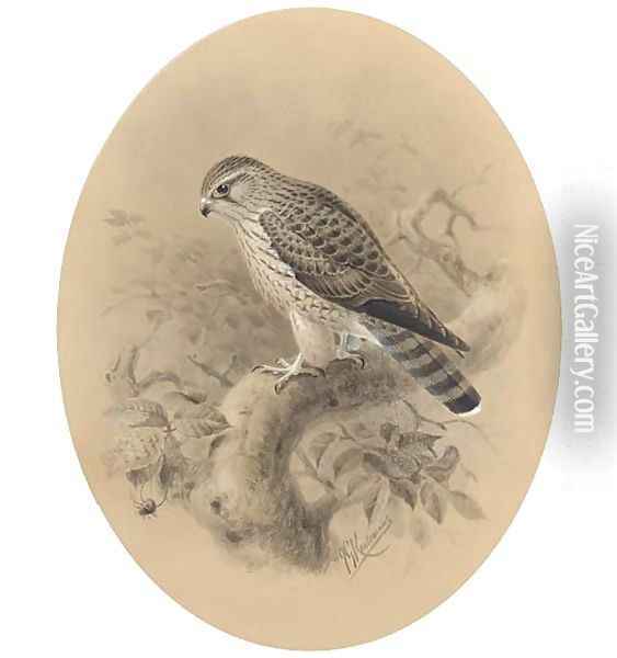A merlin on a branch Oil Painting - Johan Gerard Keulemans
