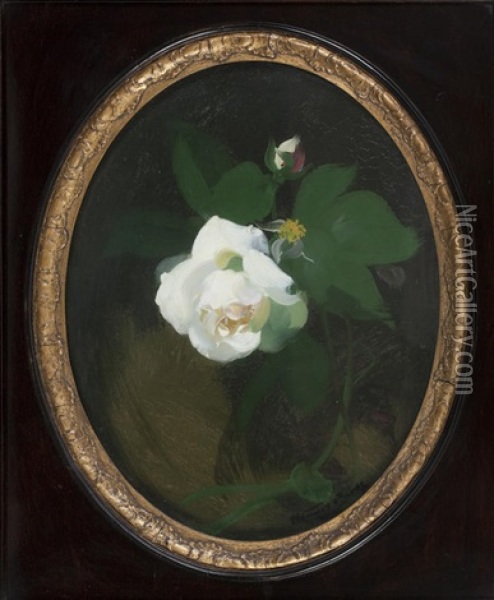 White Rose Oil Painting - Stuart James Park