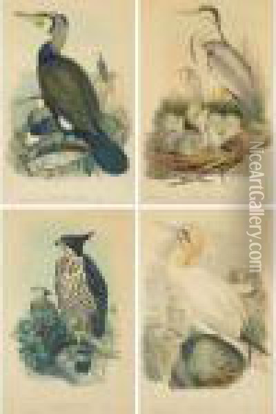 [bird Studies] Oil Painting - Ottto Donner Von Richter