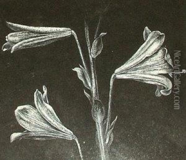 Study Of Lilies Oil Painting - Walter Crane