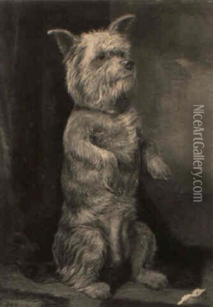 A Cairn Terrier Begging Oil Painting - William Elstob Marshall