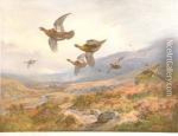 Grouse In Flight Over A Moor Oil Painting - Archibald Thorburn