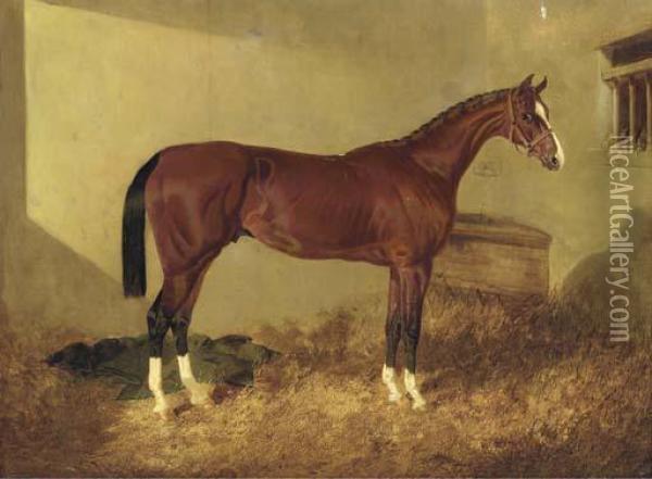 Aristides, A Bay Colt, In A Loosebox Oil Painting - John Frederick Herring Snr