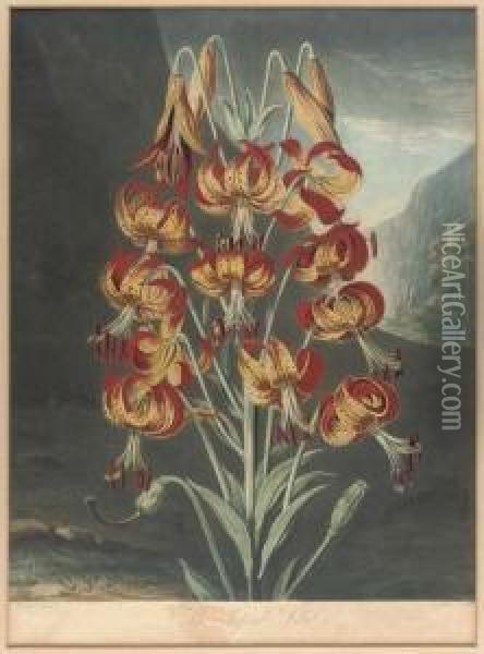 Large Flowering Sensitive Plant Oil Painting - Robert John, Dr. Thornton