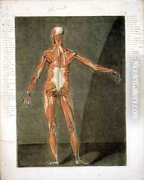 Superficial Muscular System of the Back of the Body 2 Oil Painting - Arnauld Eloi Gautier DAgoty