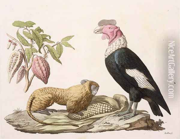 Lion monkey and condor native to Chile or Ecuador Oil Painting - Humboldt, Friedrich Alexander, Baron von