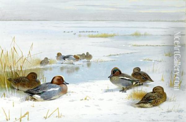Winter Landscape With Ducks Oil Painting - Archibald Thorburn