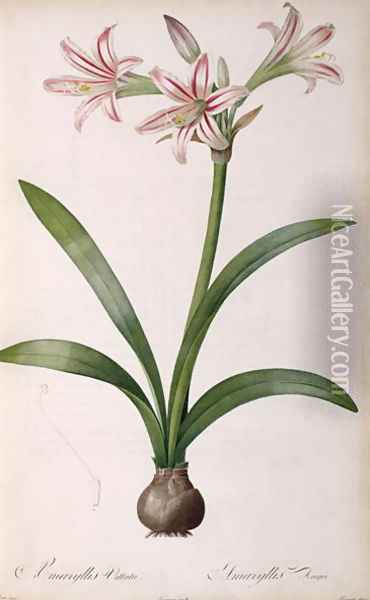 Amaryllis Vittata, from Les Liliacees Amaryllisees Oil Painting - Pierre-Joseph Redoute