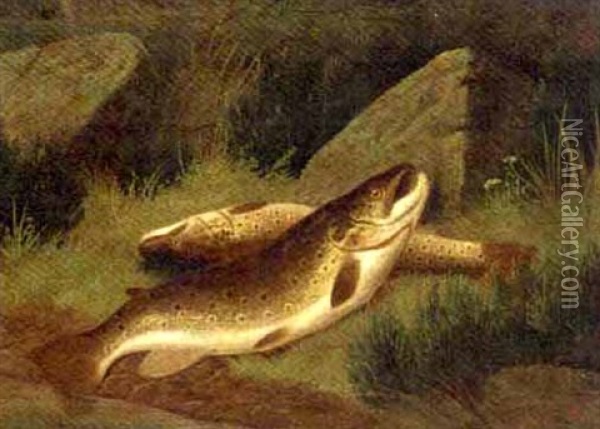 Trout On A River Bank Oil Painting - A. Roland Knight