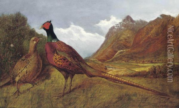 A Cock Pheasant And Hen In A Highland Landscape Oil Painting - Stephen Elmer