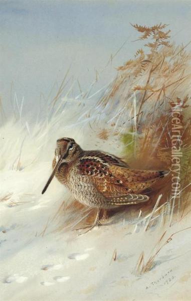 A Woodcock In Winter Oil Painting - Archibald Thorburn