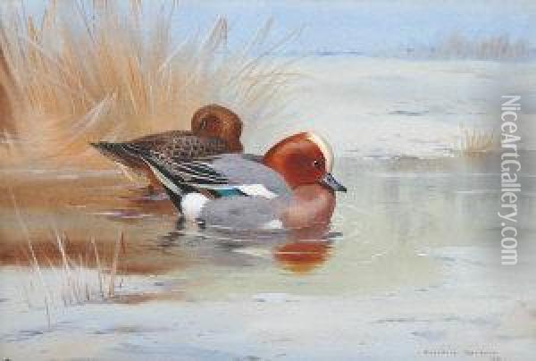 Wigeon On Water Oil Painting - Archibald Thorburn