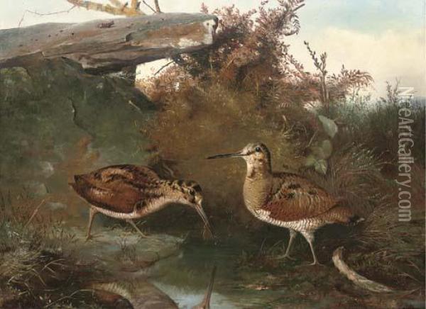 Woodcock By A Pool Oil Painting - John Clement Bell