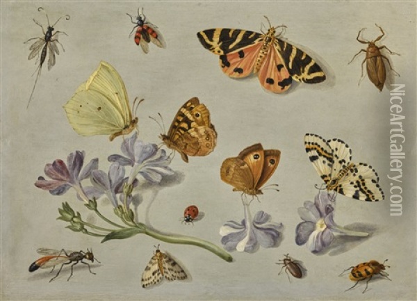 Butterflies, A Moth, Ladybird And Other Insects With A Sprig Of Auricula Oil Painting - Jan van Kessel the Elder