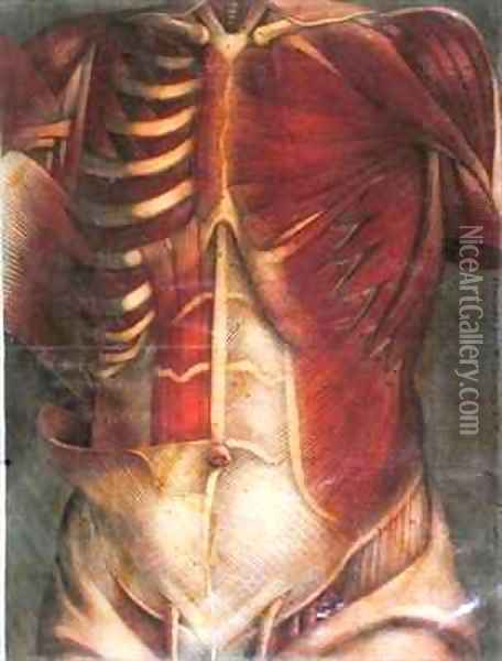 Muscles of the thorax and abdomen Oil Painting - Jacques - Fabien Gautier - Dagoty