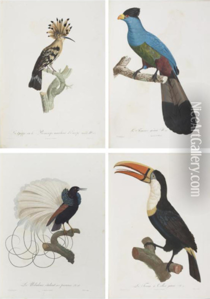 Histoire Naturelle Des Oiseaux De Paradis Et Des Rolliers, Suivie De Celle Des Toucans Et Des Barbus. Oil Painting - Francois Levaillant