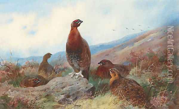 A Covey of Red Grouse on a Moor Oil Painting - Archibald Thorburn