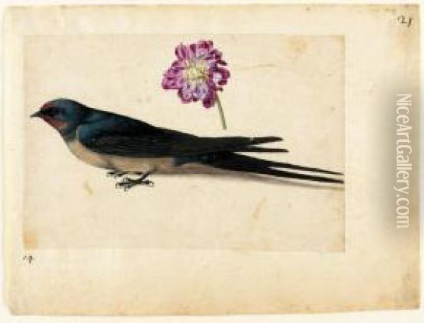 A Sheet Of Studies With A Swallow And A Double Gilliflower Oil Painting - Jacques (de Morgues) Le Moyne