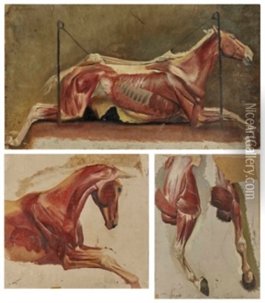 Trois Etudes De Chevaux Ecorches Oil Painting - Albert Lugardon