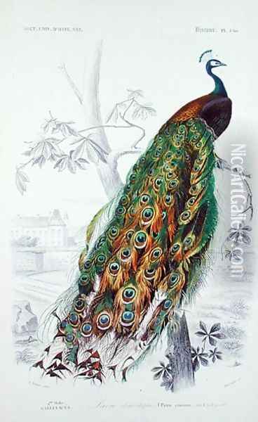 The Peacock, illustration from Le Dictionnaire dHistoire Naturelle by Charles dOrbigny, engraved by A. Fournier Oil Painting - Edouard Travies
