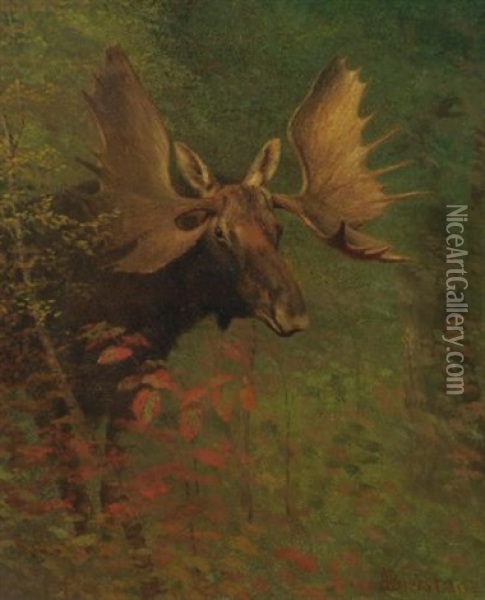 A Moose (study) Oil Painting - Albert Bierstadt