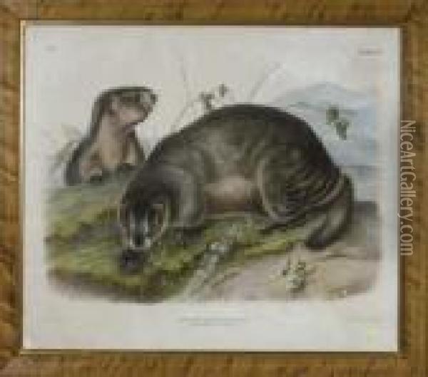 Hoary Marmot - The Whistler Oil Painting - John James Audubon