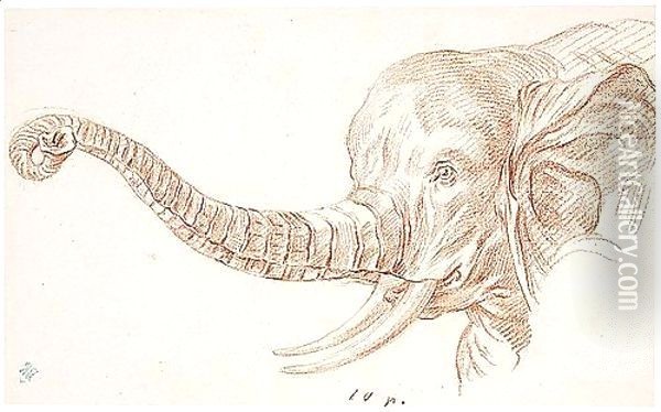 Study Of The Head Of An Elephant Oil Painting - Charles-Nicolas II Cochin