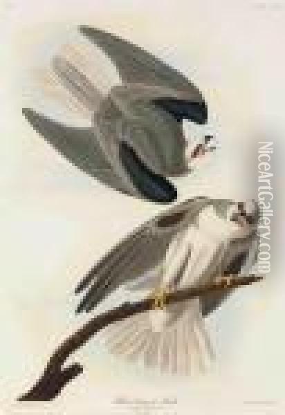 Black-winged Hawk Oil Painting - John James Audubon