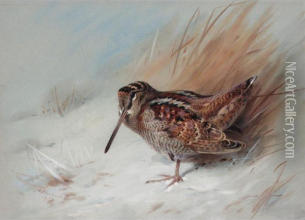 Woodcock Oil Painting - Archibald Thorburn