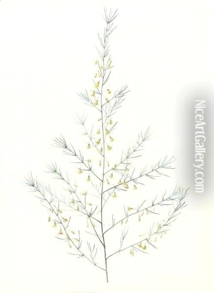 Asparagus Amarus, Wild Asparagus 2 Oil Painting - Pierre-Joseph Redoute