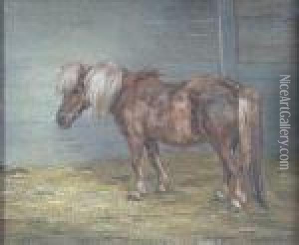 Study Of A Shetland Pony 'fifi' Oil Painting - J. Murray