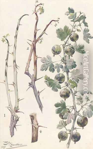Study of gooseberries Oil Painting - Louis Fairfax Muckley