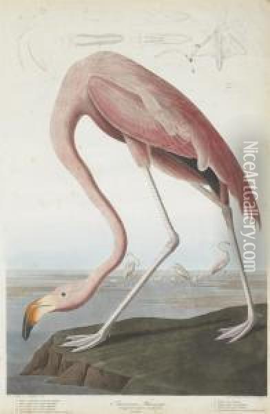 Phoenicopterus Ruber Oil Painting - Robert Ii Havell