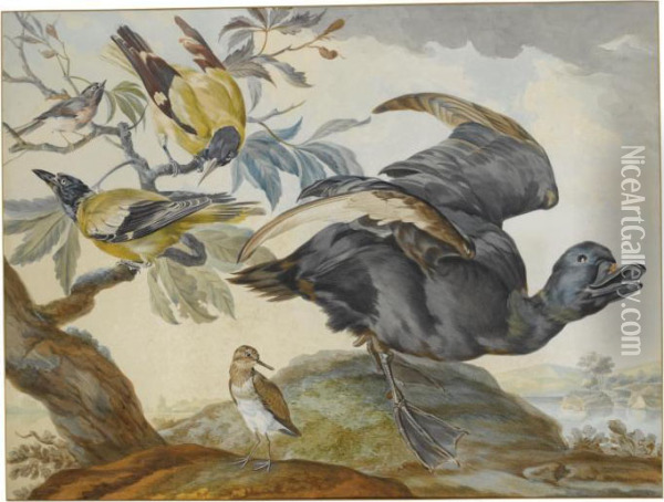 A Duck And Four Other Birds, Three On A Branch Oil Painting - Aert Schouman