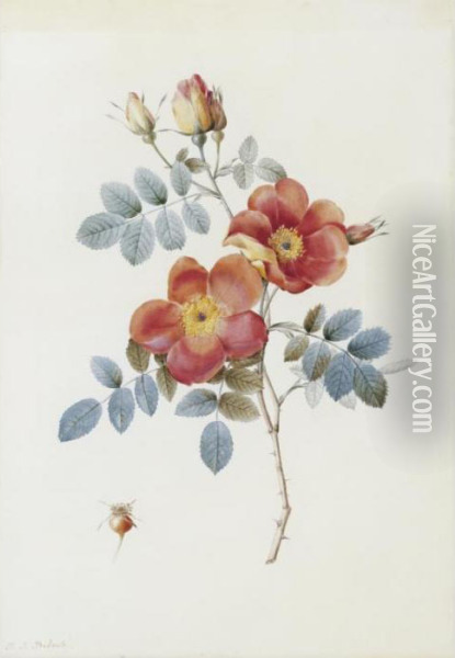 Rosa Eglanteria Var. Punicea Oil Painting - Pierre-Joseph Redoute