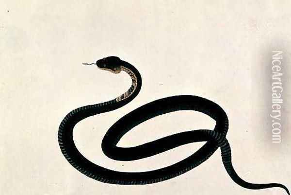 Snake, from 'Drawings of Animals, Insects and Reptiles from Malacca', c.1805-18 Oil Painting - Anonymous Artist