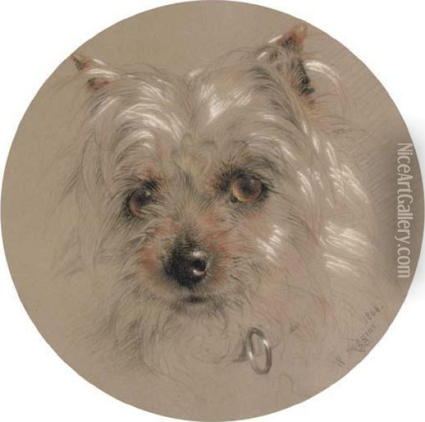 A Yorkshire Terrier Oil Painting - William Huggins